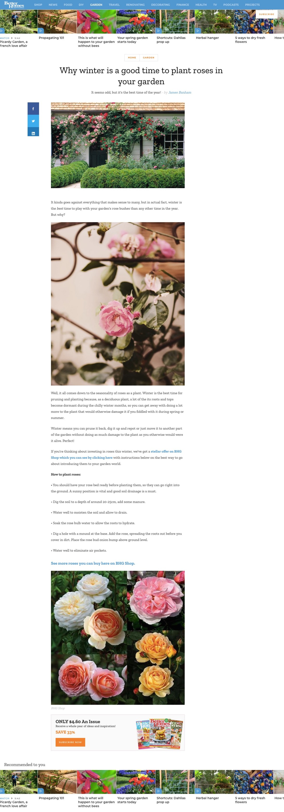 Better Homes Gardens - Why winter is a good time to plant roses in your garden - Better Home